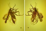 Rare Fossil True bug (Heteroptera) & Mite (Acari) In Baltic Amber - #200140-1